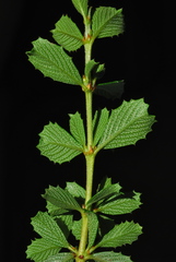 Ceanothus gloriosus porrectus