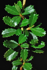 Ceanothus gloriosus porrectus