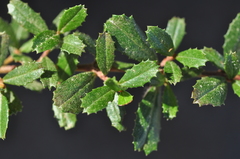 Ceanothus gloriosus porrectus