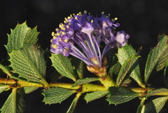 Ceanothus gloriosus porrectus