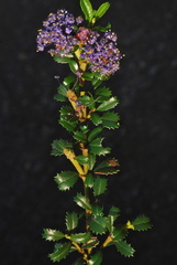 Ceanothus gloriosus porrectus