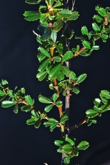 Ceanothus gloriosus porrectus