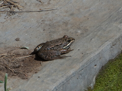 Pelophylax bedriagae