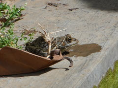 Pelophylax bedriagae