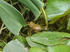 Pelophylax bedriagae