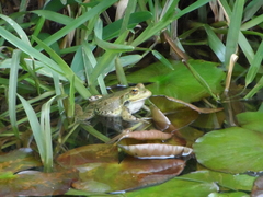 Pelophylax bedriagae