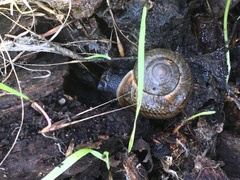 Helminthoglypta arrosa