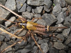 Prognathogryllus kahea