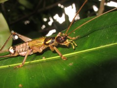 Prognathogryllus kahea