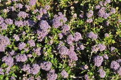 Ceanothus maritimus