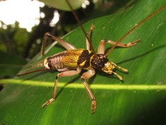 Prognathogryllus kahea