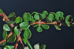Ceanothus maritimus