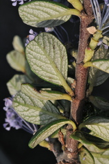 Ceanothus maritimus