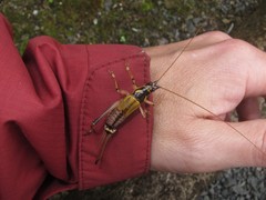 Prognathogryllus kahea