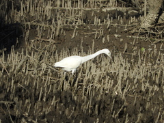 Egretta caerulea