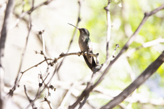 Cynanthus latirostris