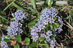 Ceanothus maritimus