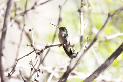 Cynanthus latirostris