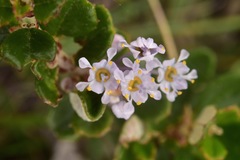 Ceanothus maritimus