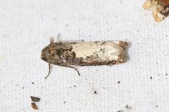 Epiblema dorsisuffusana