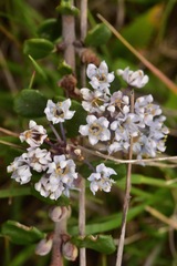 Ceanothus maritimus