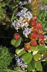 Ceanothus maritimus