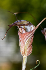 Pterostylis coccina