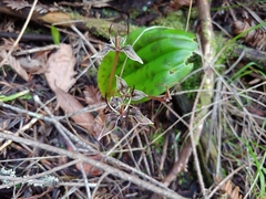Scoliopus