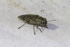 Spectralia gracilipes