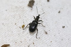 Eugnamptus angustatus