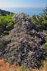 Ceanothus masonii