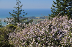 Ceanothus masonii