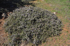 Ceanothus masonii