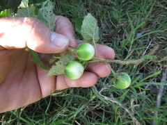 Solanum platense