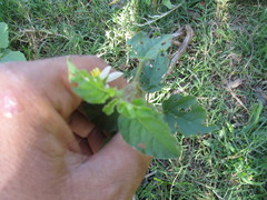Solanum platense