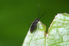 Orthotylus neoilicis