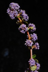 Ceanothus masonii