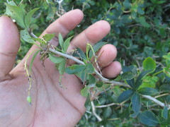 Berberis laurina