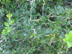 Berberis laurina