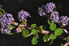 Ceanothus masonii