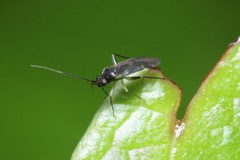 Orthotylus neoilicis