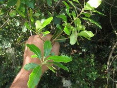Lithraea brasiliensis