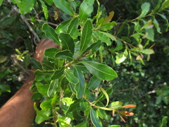 Lithraea brasiliensis