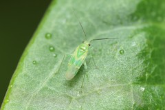 Orthotylus iolani