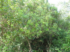 Lithraea brasiliensis