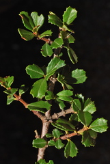 Ceanothus masonii