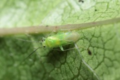 Orthotylus iolani