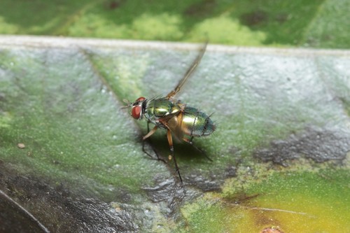 Dyscritomyia fasciata, 2021-01-02
