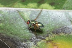 Dyscritomyia fasciata