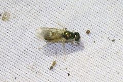 Cephalochrysa canadensis